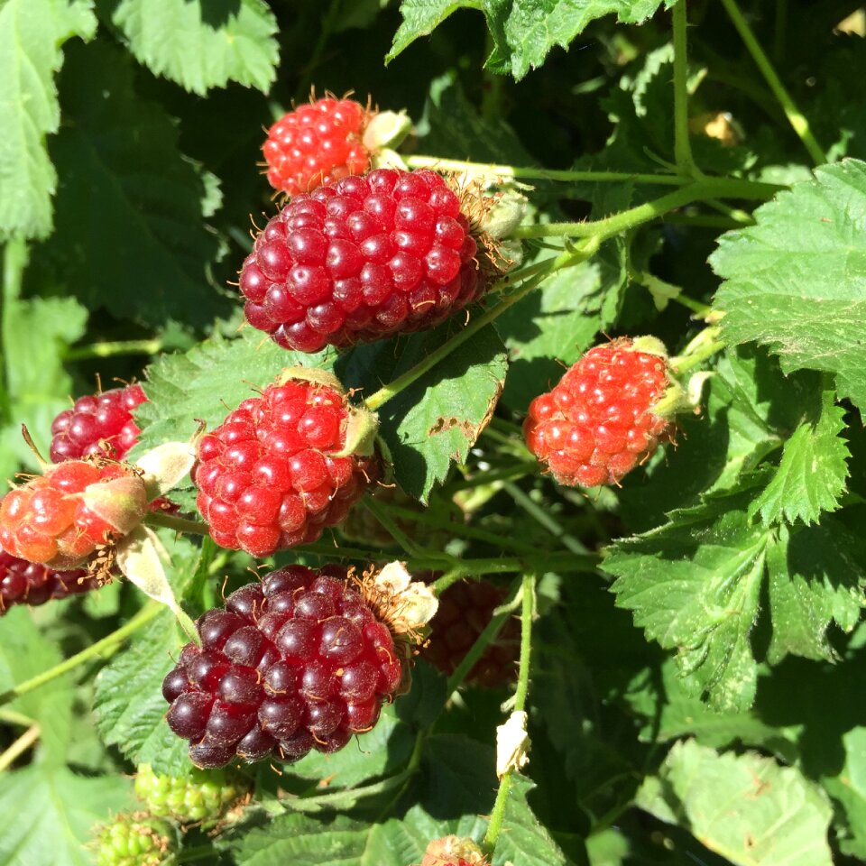 Sweet healthy garden