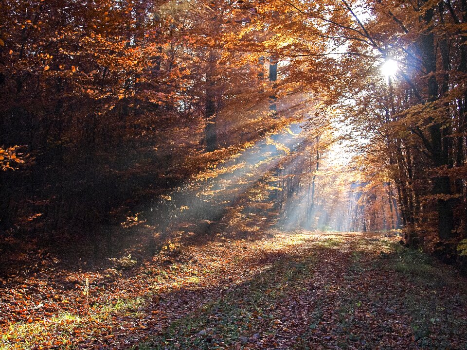 Forest sunbeam nature