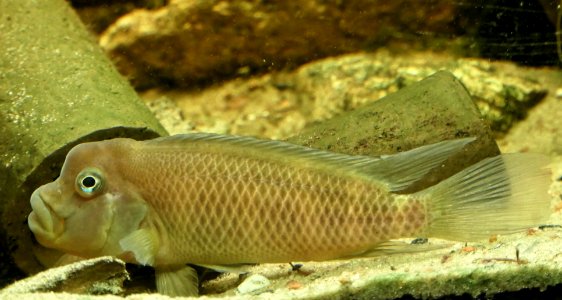 Steatocranus casuarius, male