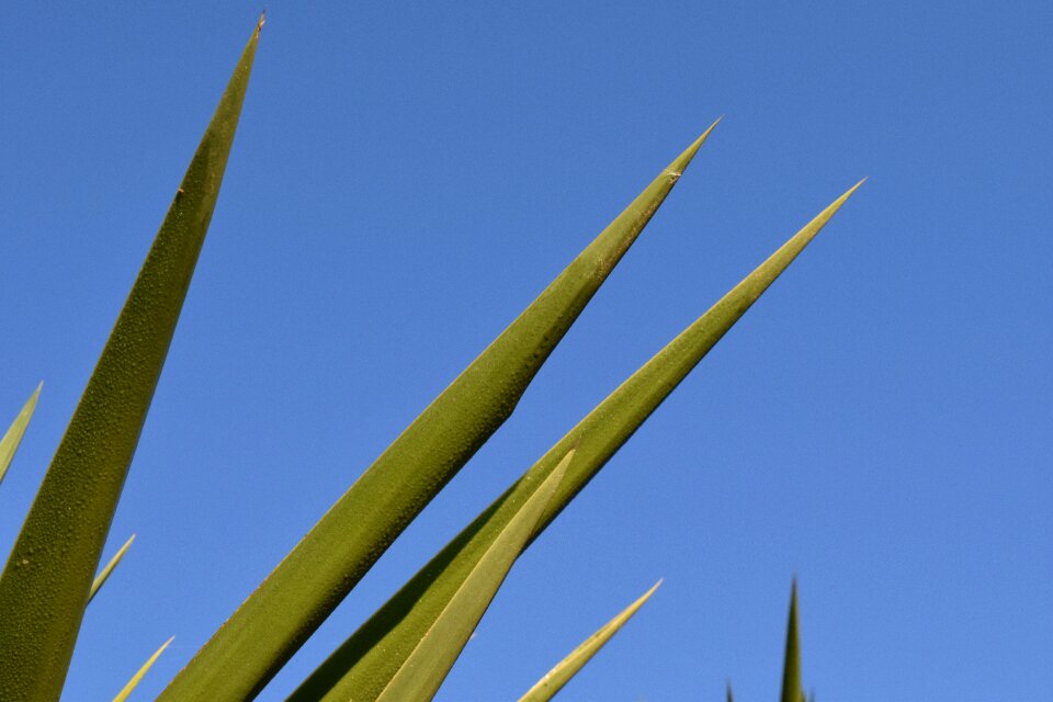 Evergreen prickly plant