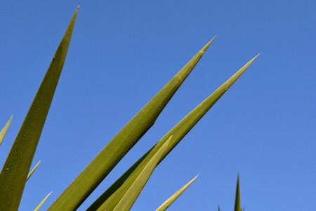 Evergreen prickly plant