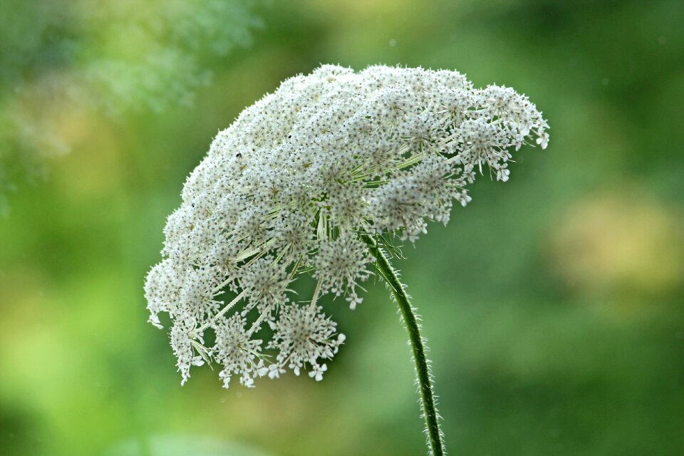 Wild plant meadow blossom
