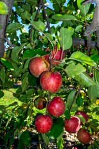 Stayman Winesap Apples on the tree
