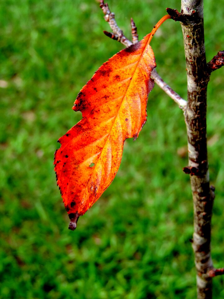 Flying flower leaf