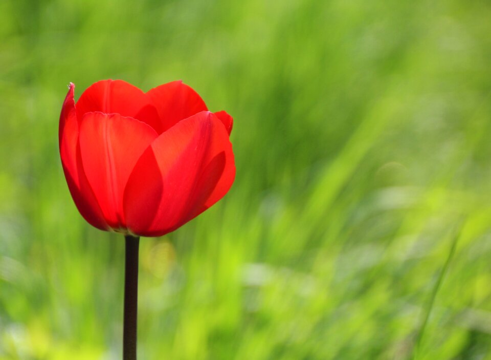 Blossom bloom poppy flower