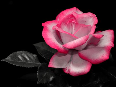 Rose flower beauty plant photo