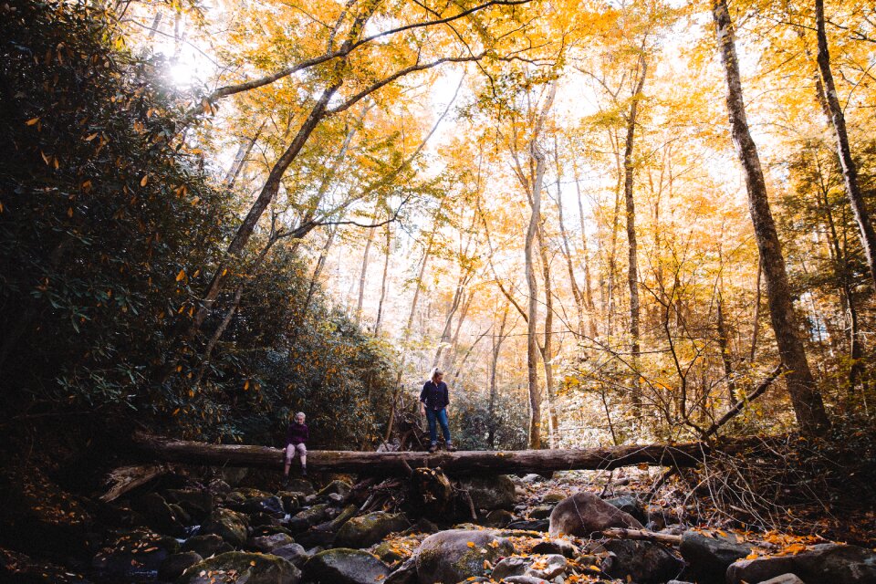 Environment fall gold