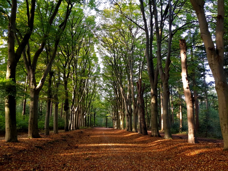 Steenwijk-Woldberg (1)