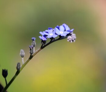 Purple flowers purple flower