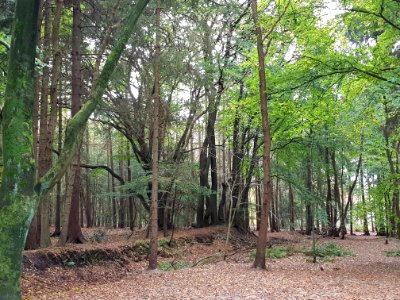 Steenwijk-Koe en Kalf (12)