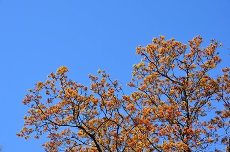 Red nature blossom photo