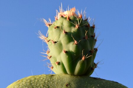 Prickly plant mediterranean