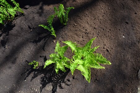 Outside nature fern