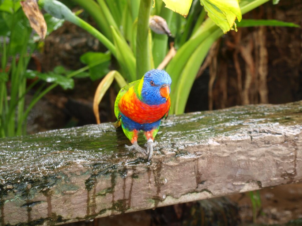 Parrot bird nature