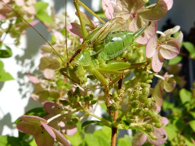Grasshopper close up viridissima photo