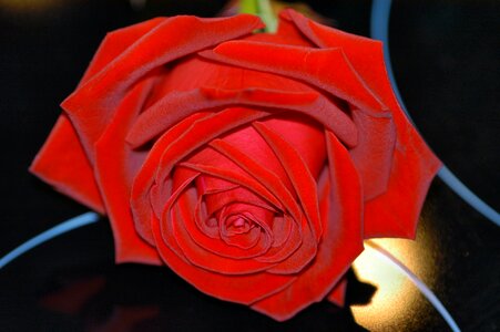 Mirror night red petals