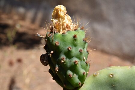 Prickly cactaceae fruits photo