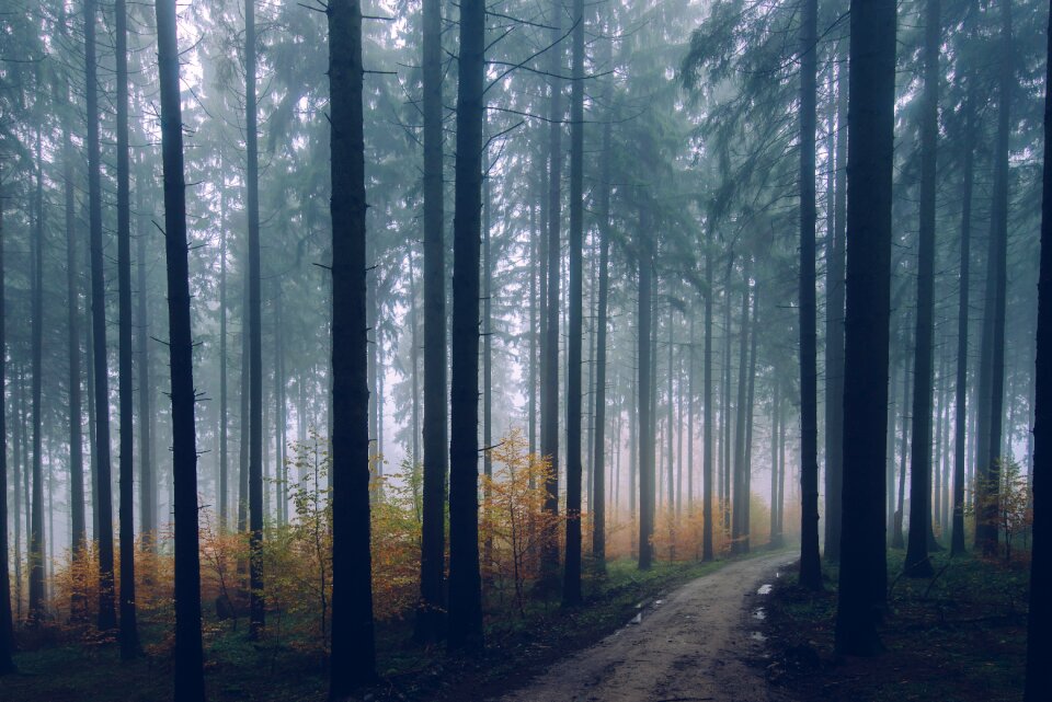 Environment fall fog