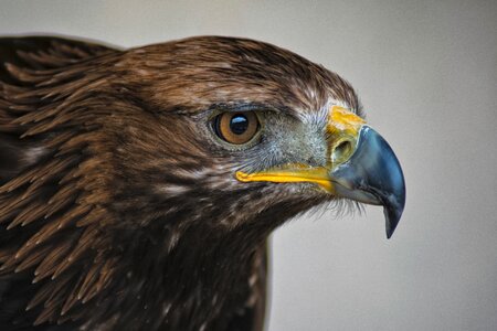 Eagle feathers portrait