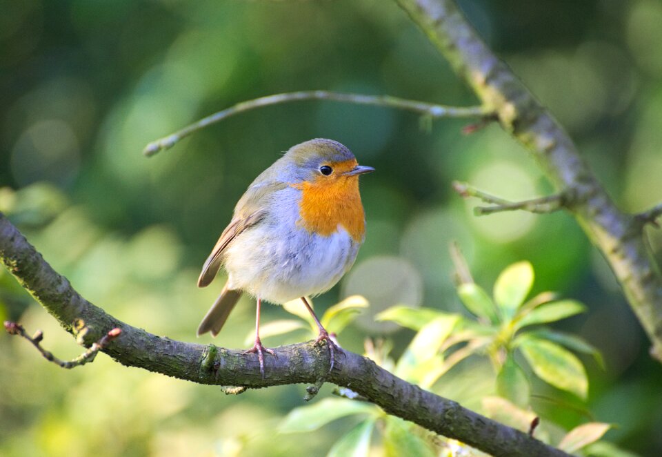 Erithacus rubecula close up small bird
