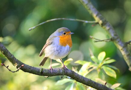 Erithacus rubecula close up small bird
