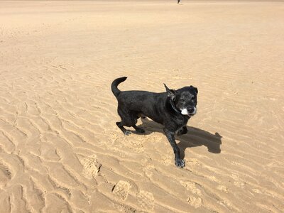 Dog labrador wind photo