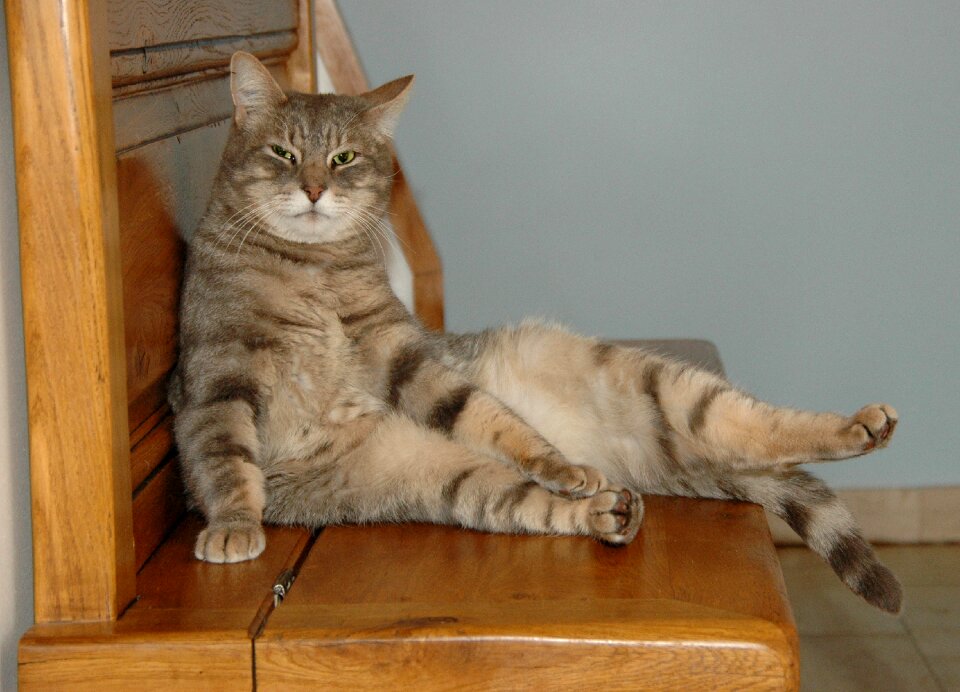 Feline animal tabby