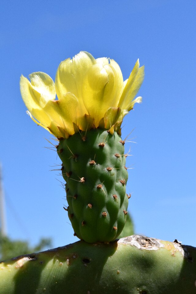 Cactus plant prickly