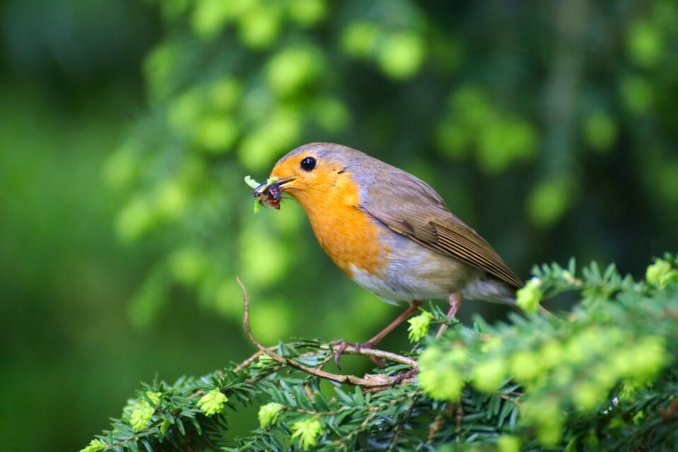 Erithacus rubecula close up small bird