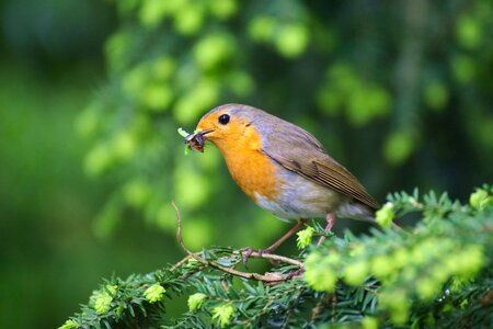 Erithacus rubecula close up small bird