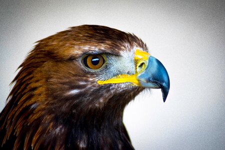 Eagle feathers portrait photo