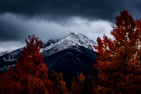 Evergreen fall fog photo