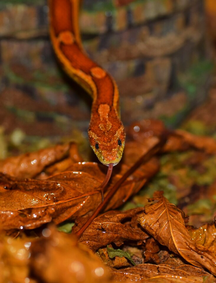 Reptile scale terraristik