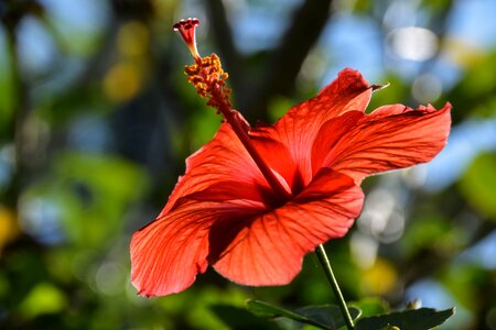 Flower exotic red photo