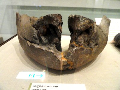 Stegodon aurorae - Kyoto University Museum - DSC06418
