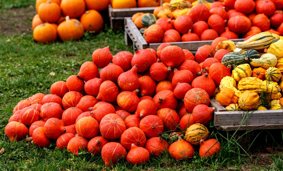 Decoration decorative squashes colorful