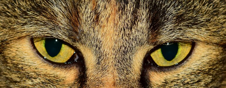 Close up cat's eyes animal photo