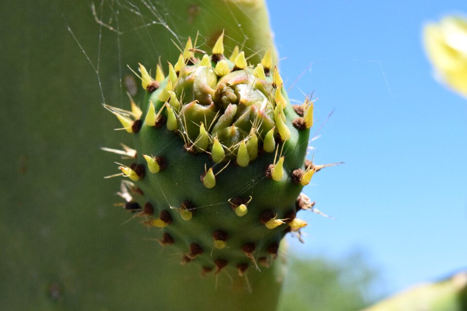 Plant prickly cactaceae