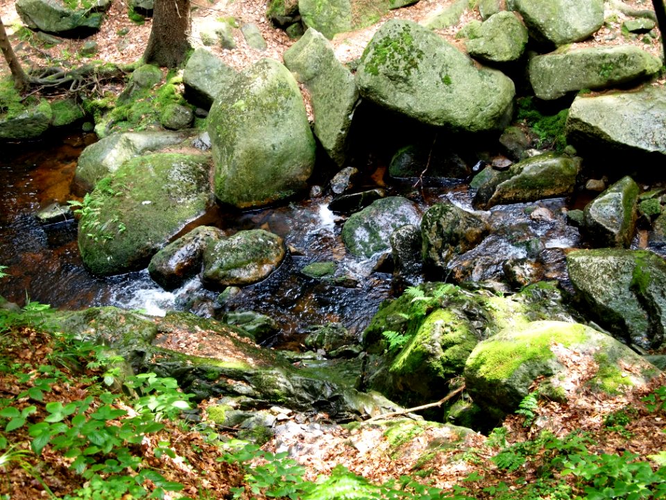 Steinerne Renne (17)