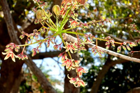 Sterculia foetida - Fruit and Spice Park - Homestead, Florida - DSC09024