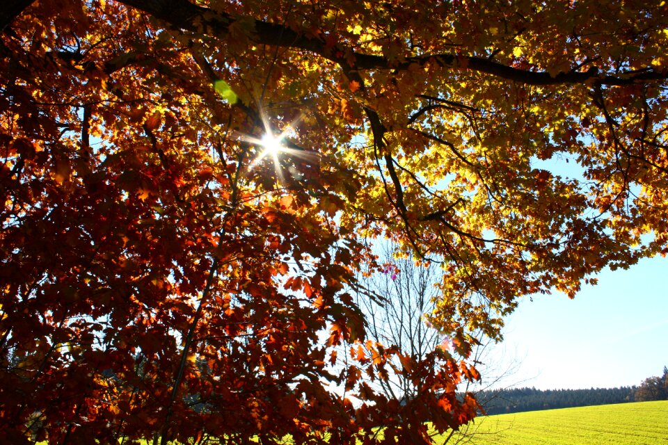 Leaves tree in the fall fall color