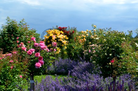 Steinfurth, Rosenpark Dräger (9)