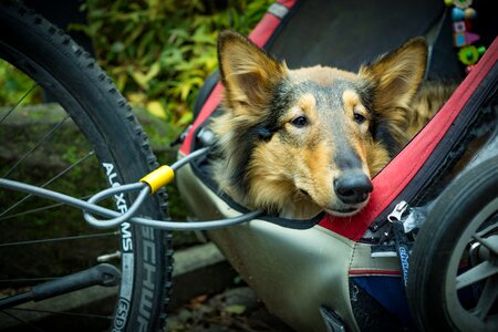 Pet sheepdog urban transportation