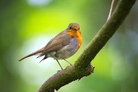 Erithacus rubecula close up small bird