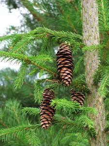 Summer branch plant photo