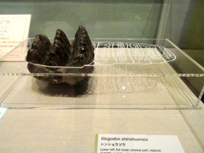 Stegodon shinshuensis molar - Kyoto University Museum - DSC06417