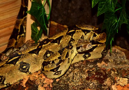 Boa imperator lurking close up photo