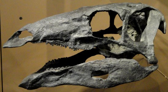 Stegosaurus stenops skull cast - Natural History Museum of Utah - DSC07228