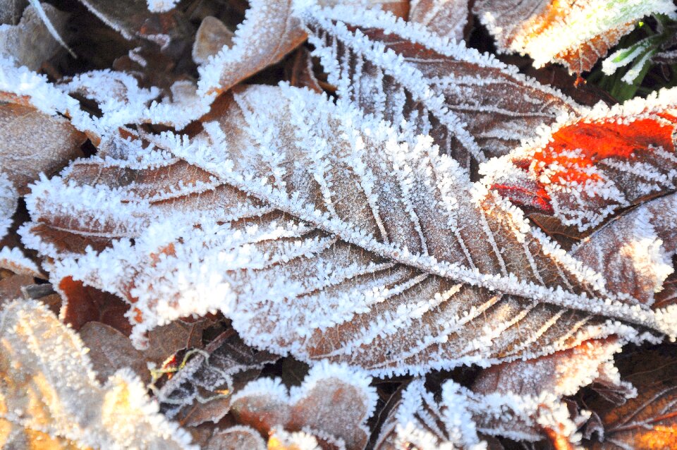 Leaves winter white