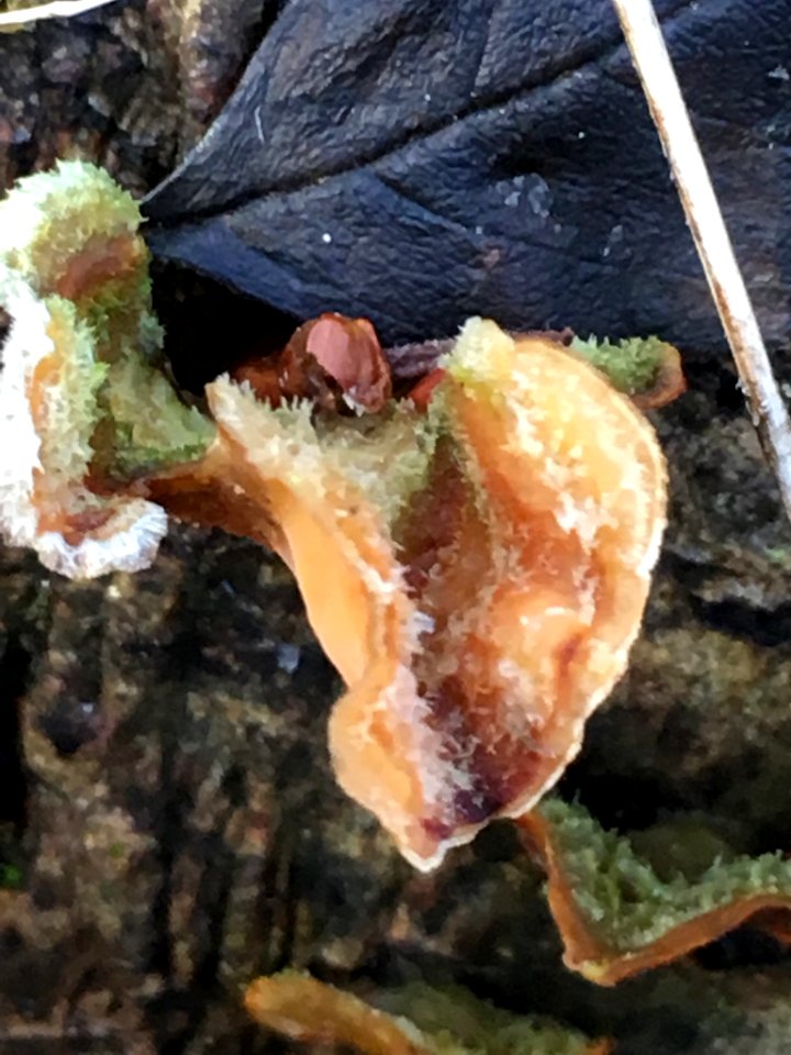 Stereum hirsutum 61487808